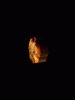 anim240x320_0019.gif